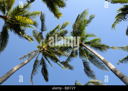 Cocos nucifera, Coconut Palms with blue sky, Tulamben, Bali, Indonesia, Indo-Pacific Ocean Stock Photo