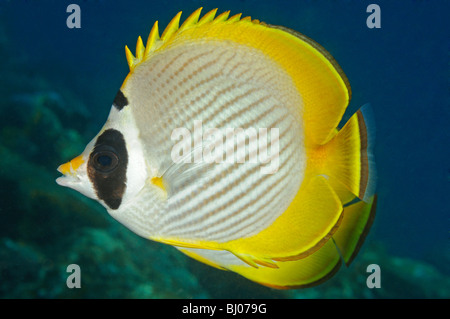 Chaetodon adiergastos, Philippine butterflyfish, Panda Butterflyfish, Tulamben, Bali, Indonesia, Indo-Pacific Ocean Stock Photo