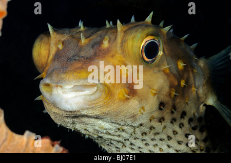 Cyclichthys spilostylus, Yellowspotted Burrfish, portrait, Tulamben, Bali, Indonesia, Indo-Pacific Ocean Stock Photo