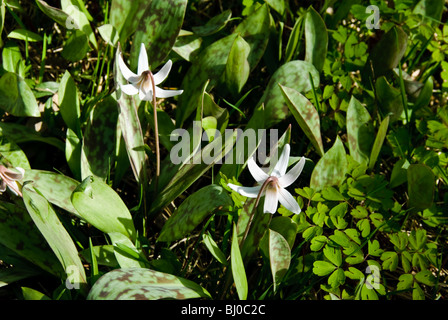 Dogtooth violets or trout lilies in bloom Stock Photo