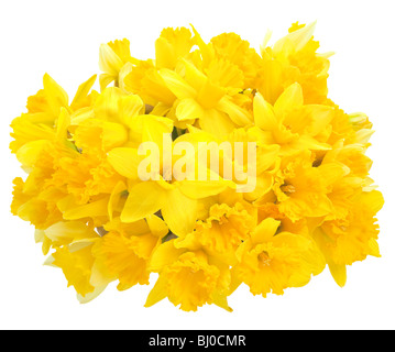 Blooming yellow daffodils against white cutout studio background Stock Photo