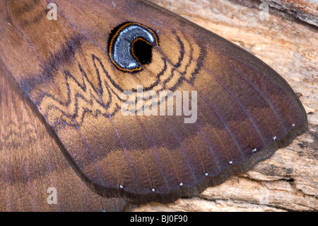 Close-up of blue eye spot on wing of Australian brown house moth Stock Photo