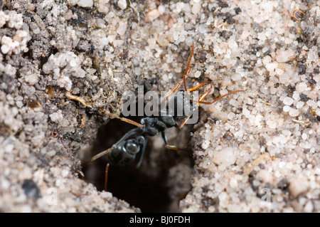 Australian jack jumper ant at nest entrance Stock Photo