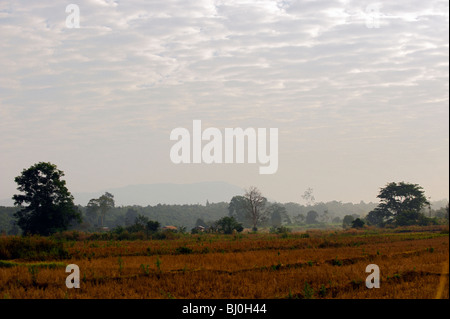 Paddy field. Laos Stock Photo