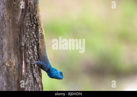 Side view of a Tree Agama (Acanthocerus atricollis) crawling down a tree, Kruger National Park, South Africa Stock Photo