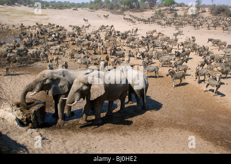 Elephants and Zebras in Boteti River bed, Botswana Stock Photo