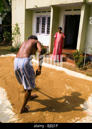 India, Kerala, Alappuzha, Chennamkary, man raking harvested rice drying in house courtyard Stock Photo