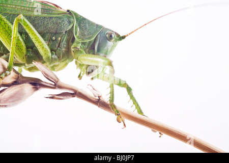 great green bush cricket (Tettigonia viridissima) Stock Photo