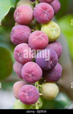 Sea Grape or Coccoloba uvifera fruits  hanging in a bunch Stock Photo