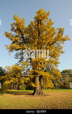 Rudolfuv dub (Rudolph's Oak), 250 years old Pedunculate Oak (Quercus Robur Pedunculata) in Autumn, Olomouc, Czech Republic Stock Photo