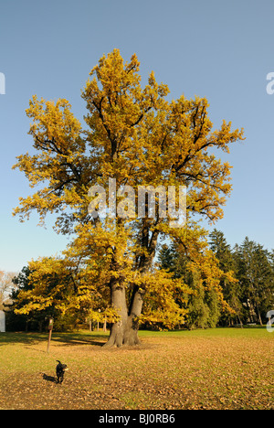 Rudolfuv dub (Rudolph's Oak), 250 years old Pedunculate Oak (Quercus Robur Pedunculata) in Autumn, Olomouc, Czech Republic Stock Photo