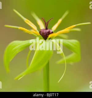 blooming  herb Paris (Paris quadrifolia) Stock Photo