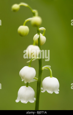 lily of the valley (Convallaria majalis) Stock Photo