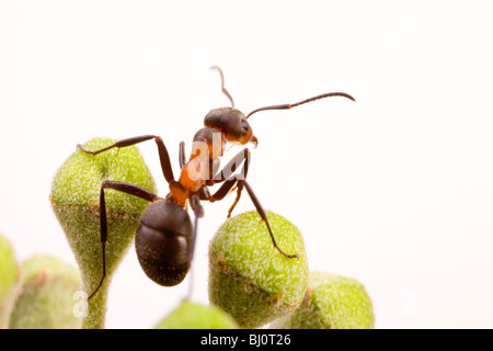 southern wood ant (Formica rufa) Stock Photo