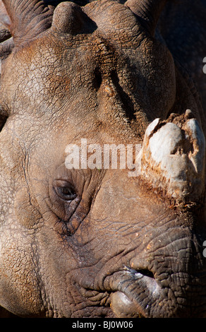 Rhino closeup Stock Photo