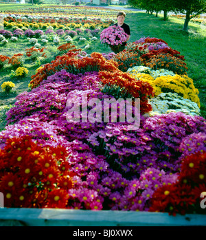 Worker loading flowers into a cart in the fields of 'Mums by Paschke', a 3rd generation nursery in North East, Pennsylvania, USA Stock Photo