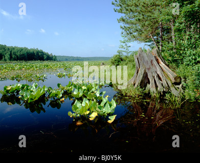 Black Moshanon Lake, Black Moshanon State Park, a unique natural bog in central Pennsylvania, USA Stock Photo