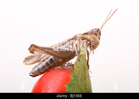 Common field grasshopper (Chorthippus brunneus) Stock Photo