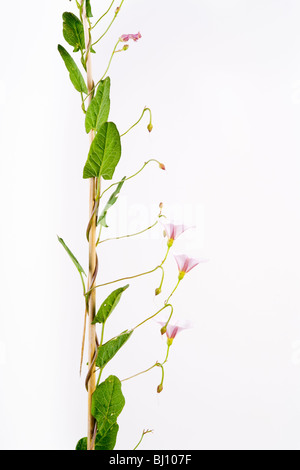 Hedge-Bindweed (Calystegia sepium) Stock Photo