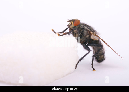 marbled grey flesh fly (Sarcophaga carnaria)  on a  sugar cube Stock Photo
