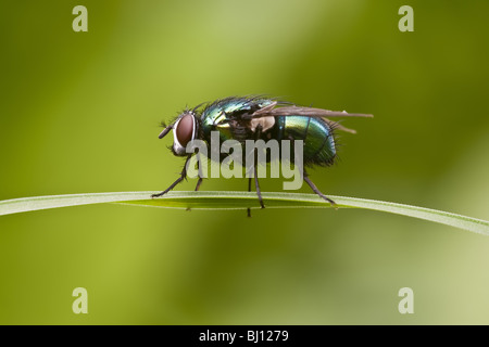 greenbottle fly (Lucilia caesar) Stock Photo