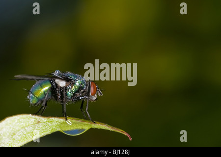 greenbottle fly (Lucilia caesar) Stock Photo
