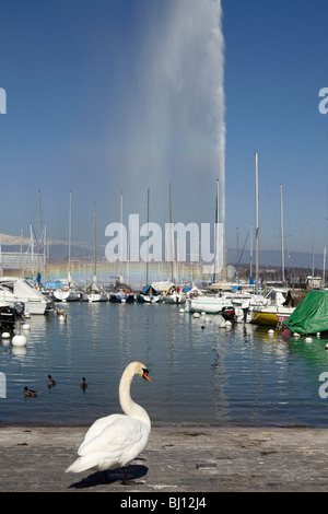 Swan and The Jet d'Eau in Lake Geneva, Switzerland Stock Photo
