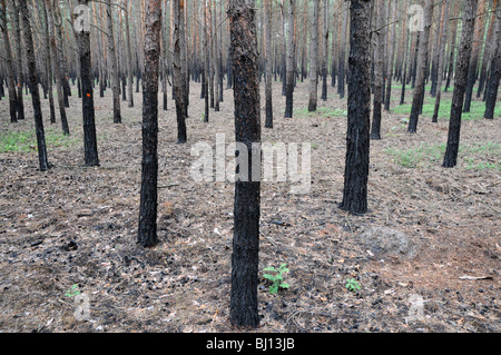 charred trunks after fire in forest Stock Photo