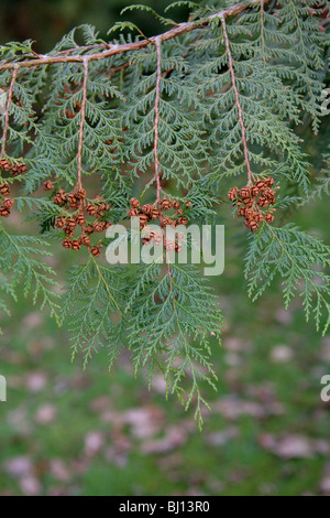 Formosan Cypress, Formosan False Cypress, Chamaecyparis formosensis, Cupressaceae, Taiwan, Asia. Endangered species. Stock Photo