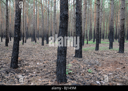 charred trunks after fire in forest Stock Photo
