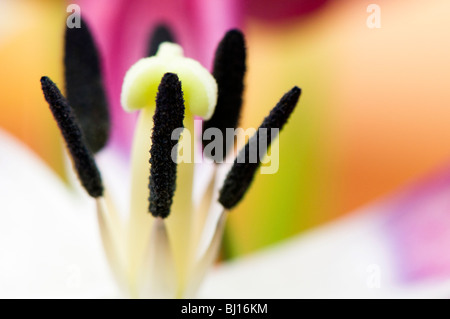 Close up of the stamen of a dying tulip flower Stock Photo