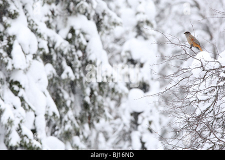 Siberian Jay (Perisoreus infaustus) in his habitat. Stock Photo