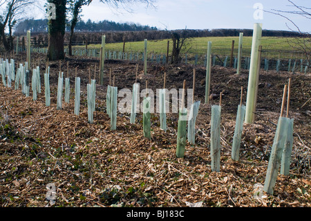 New trees planted along the roadside in Oxfordshire as part of a hedgerow regeneration scheme Stock Photo
