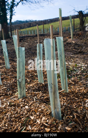 New trees planted along the roadside in Oxfordshire as part of a hedgerow regeneration scheme Stock Photo