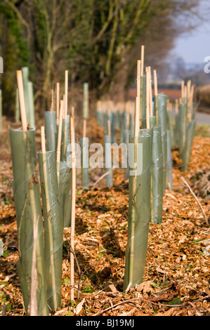 New trees planted along the roadside in Oxfordshire as part of a hedgerow regeneration scheme Stock Photo