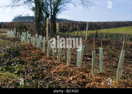 New trees planted along the roadside in Oxfordshire as part of a hedgerow regeneration scheme Stock Photo