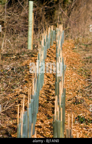 New trees planted along the roadside in Oxfordshire as part of a hedgerow regeneration scheme Stock Photo