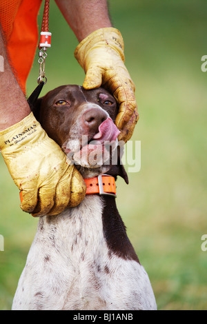 CLOSEUP PORTRAIT OF GUIDES HANDS HOLDING GERMAN SHORT-HAIRED POINTER GEORGIA Stock Photo