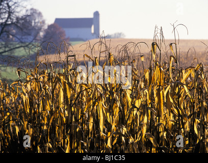 Golden corn stalks, barn and silo in background, early morning, autumn in Lancaster County, Pennsylvania, USA Stock Photo