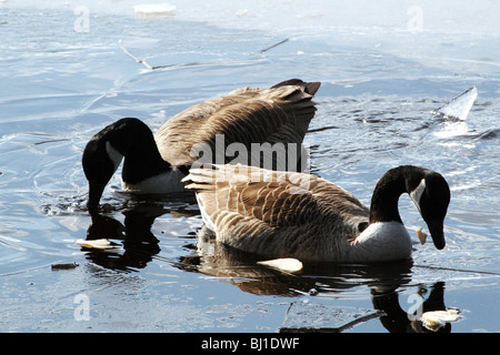 Canada Geese Branta canadensis Family Anatidae a common waterfowl Stock Photo