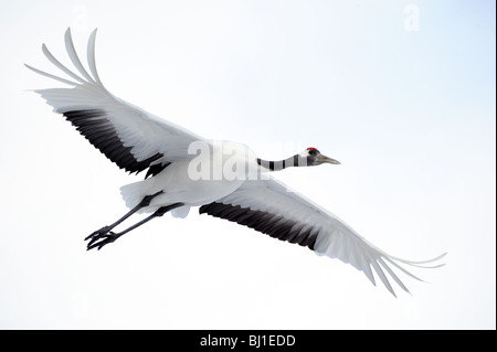 北の大地タンチョウ : Northland Japanese cranes :… Red crowned cranes in Japan, Hokkaido. In winter they
