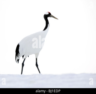 北の大地タンチョウ : Northland Japanese cranes :… タンチョウ - eBird