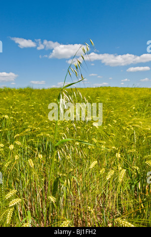 Single stem of Oats in Barley field - Indre-et-Loire, France. Stock Photo
