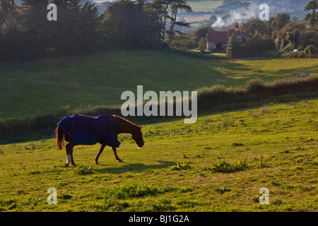 A horse in a paddock with a cottage in the distance Stock Photo
