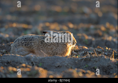 Brown Hare Lepus europaeus Stock Photo