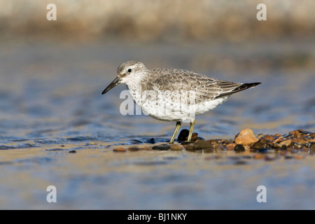 a winter plumage Knot/ Red Knot in a coastal pool Stock Photo