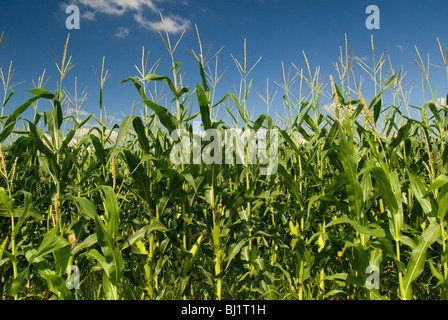 Cornfield in Indiana Stock Photo