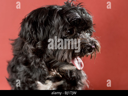 black maltese yorkie mix dog lying on a couch Stock Photo - Alamy