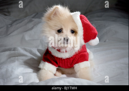 cream colored pomeranian puppy wearing a santa outfit Stock Photo