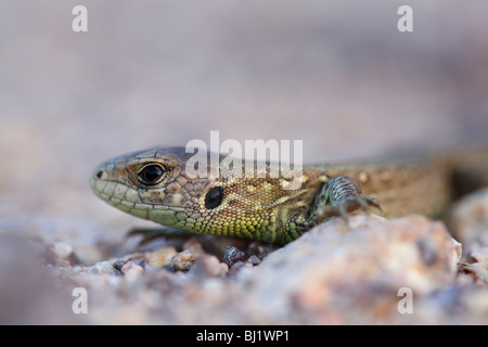 sand lizard, Lacerta agilis; German: Junge Zauneidechse Stock Photo